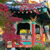 韓国庭園の紅葉
