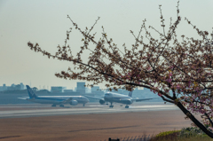 伊丹の河津桜