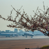 伊丹の河津桜