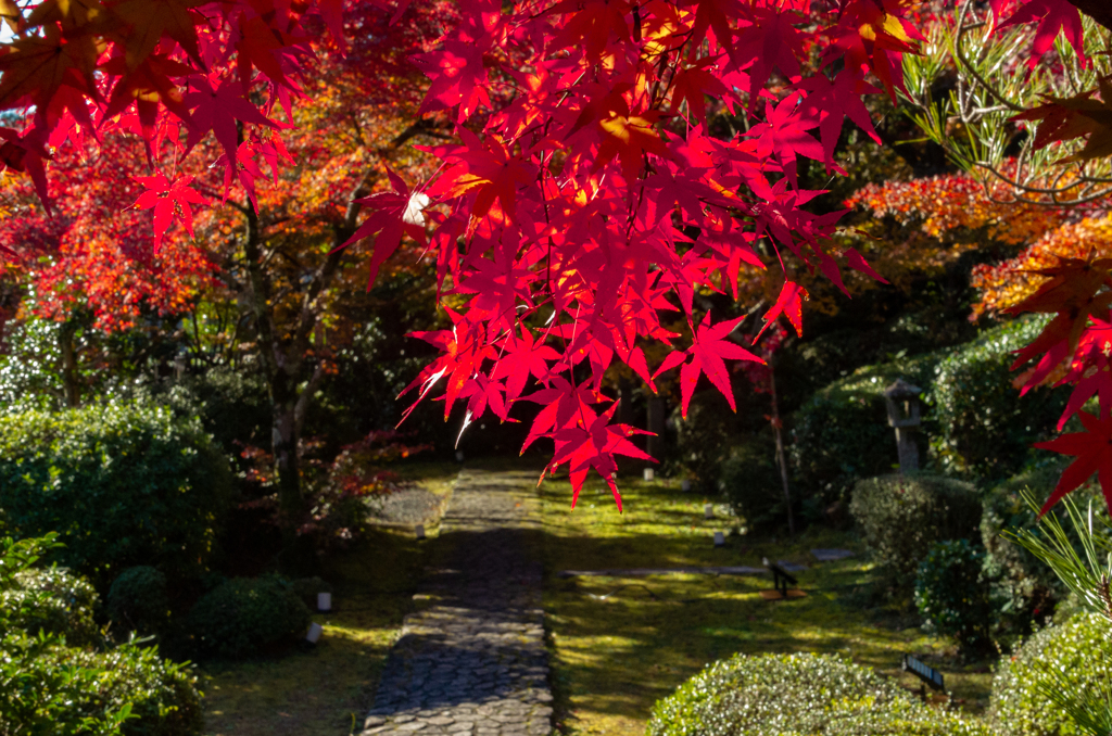紅葉の寺（２）