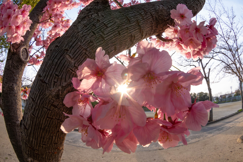 陽光と陽光桜