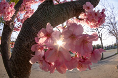 陽光と陽光桜