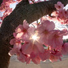 陽光と陽光桜