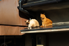 この屋根が温かいんだな～