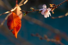 開花と紅葉