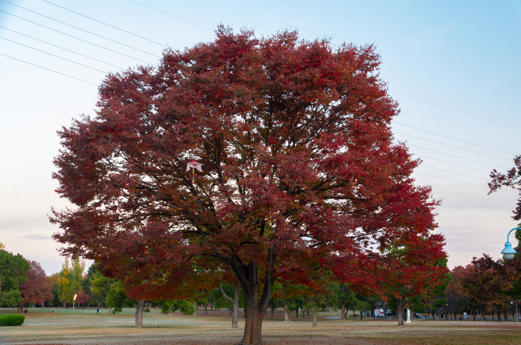 紅葉、おまけ付き