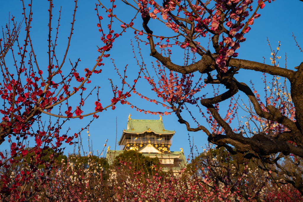 城と紅・白・赤