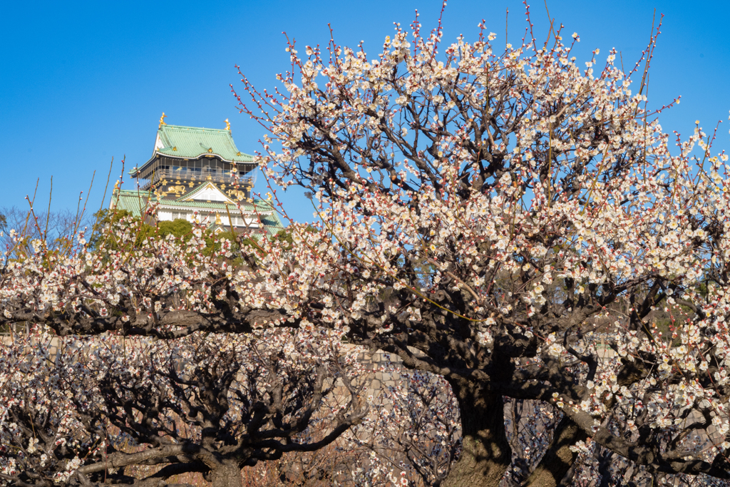 大阪城公園梅林