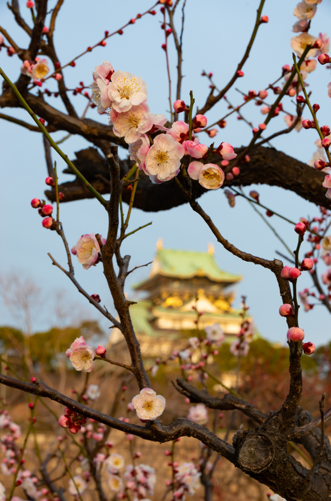 梅と大阪城