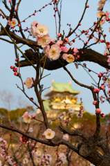 梅と大阪城