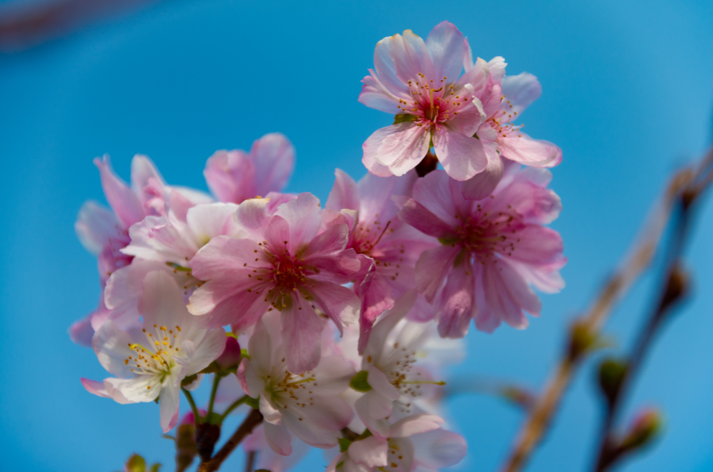 11月の桜
