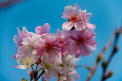 11月の桜