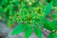 葉なのか花なのか？