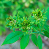 葉なのか花なのか？