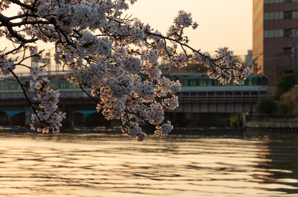 大川の桜
