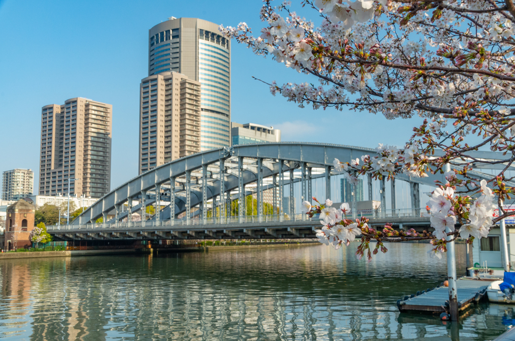 銀橋と桜