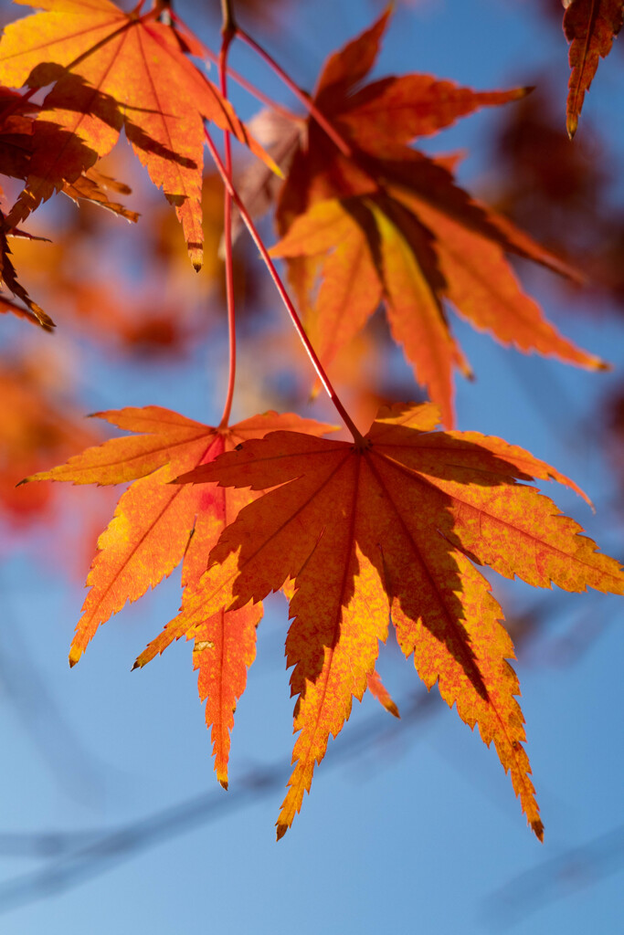 紅葉の影