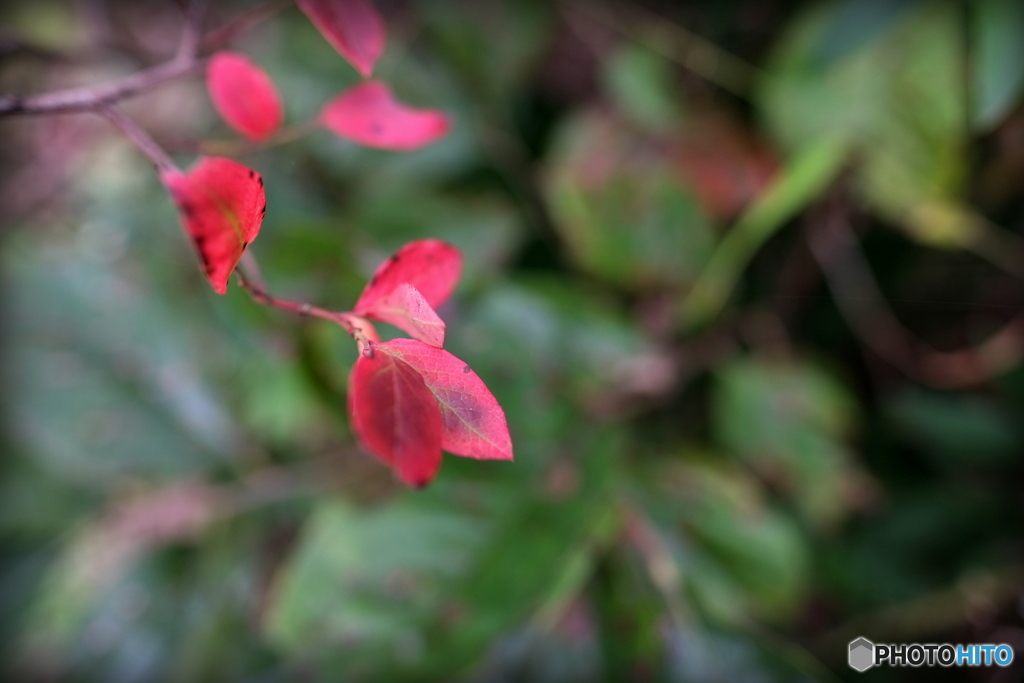 我が家の紅