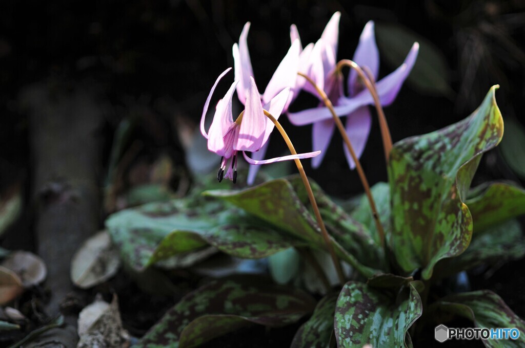 かたくりの花