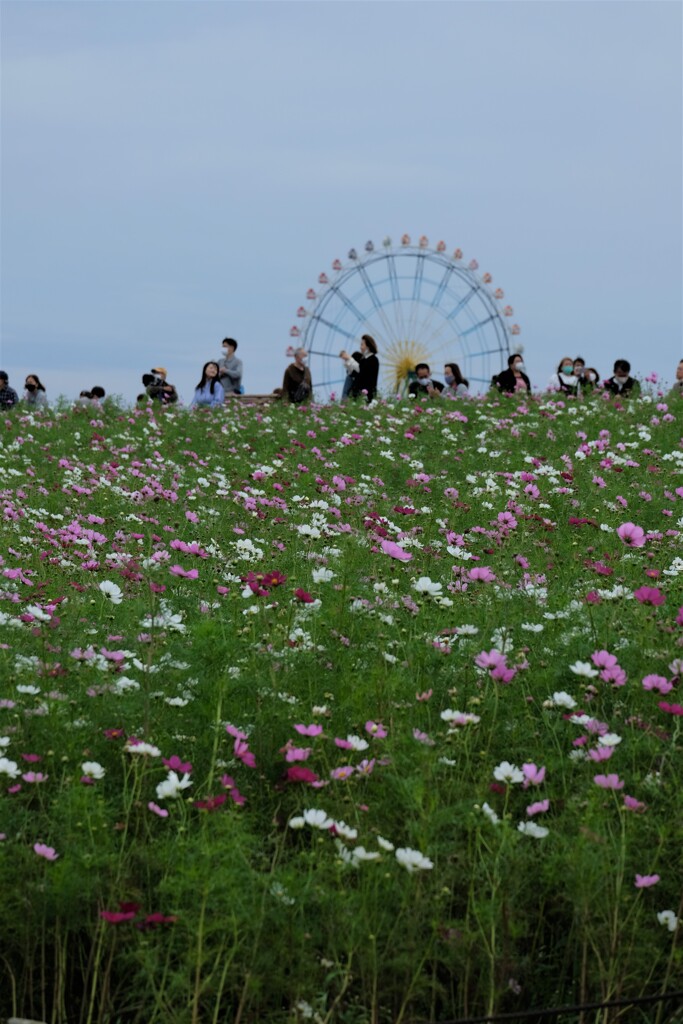 秋桜と観覧車