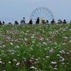 秋桜と観覧車