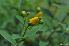 花名わからず