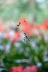蜘蛛と彼岸花