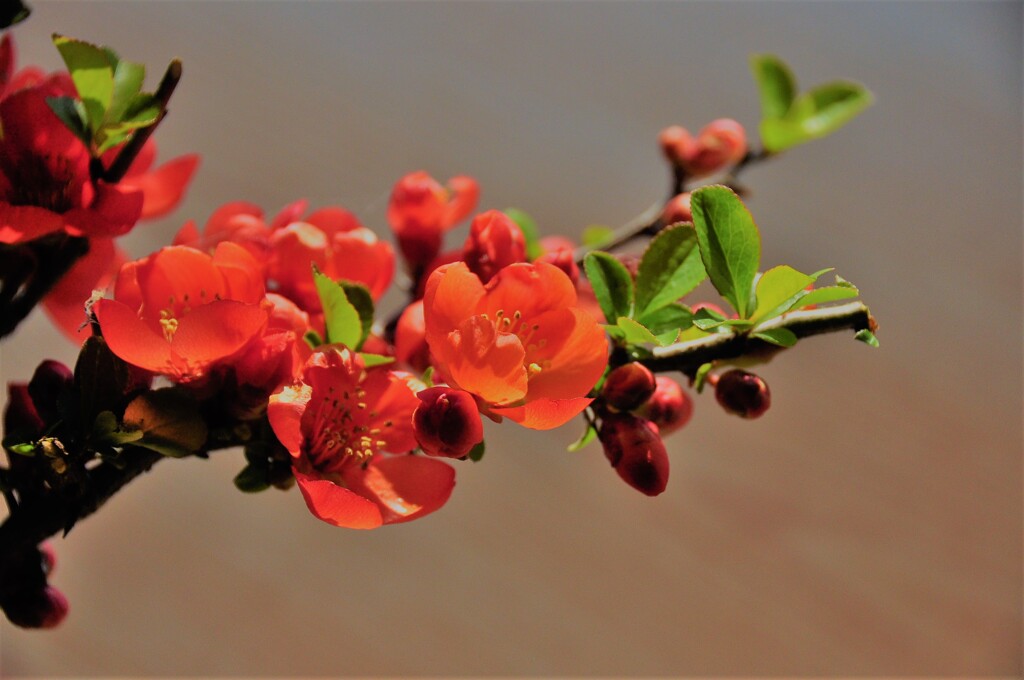 ボケの花