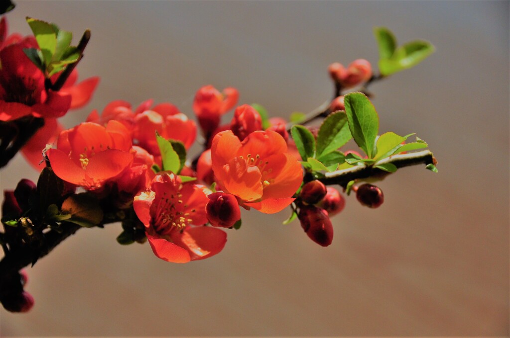 ボケの花