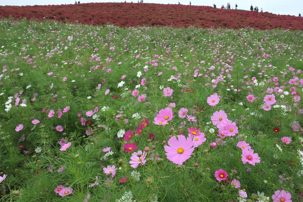 秋桜とコキア