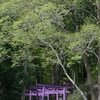 紫