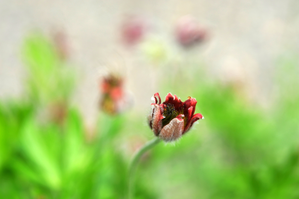 翁草