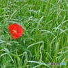 Red one point