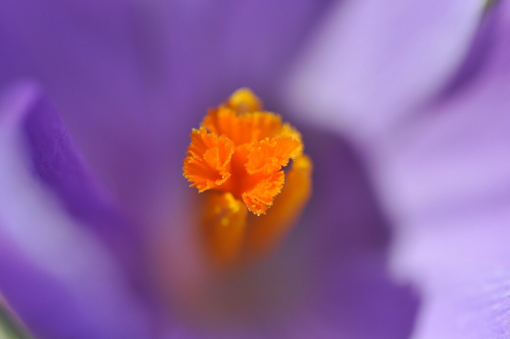 Crocus