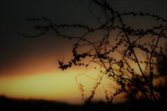 夕暮れどき