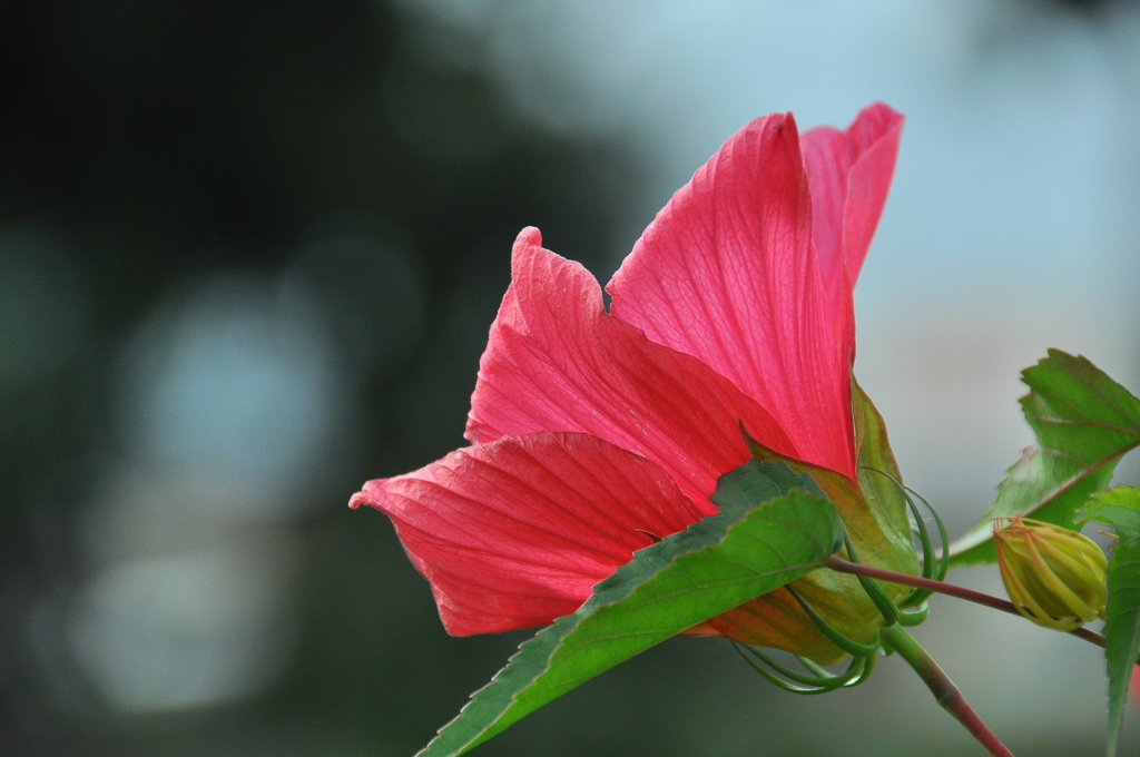 赤い芙蓉