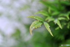 雨の日の楽しみ