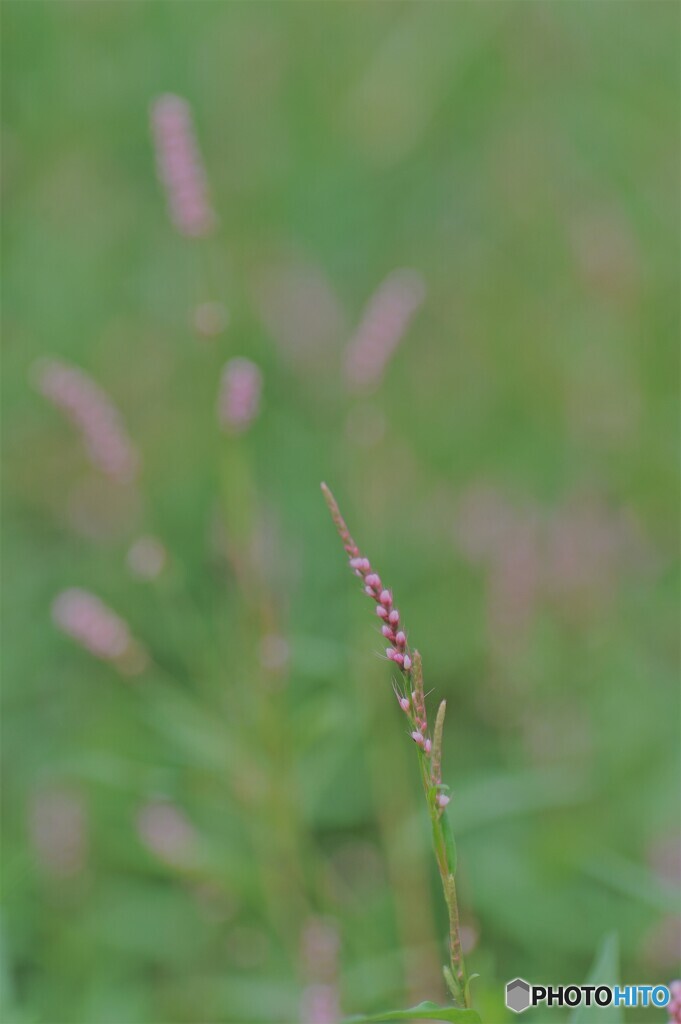 堤防を歩く