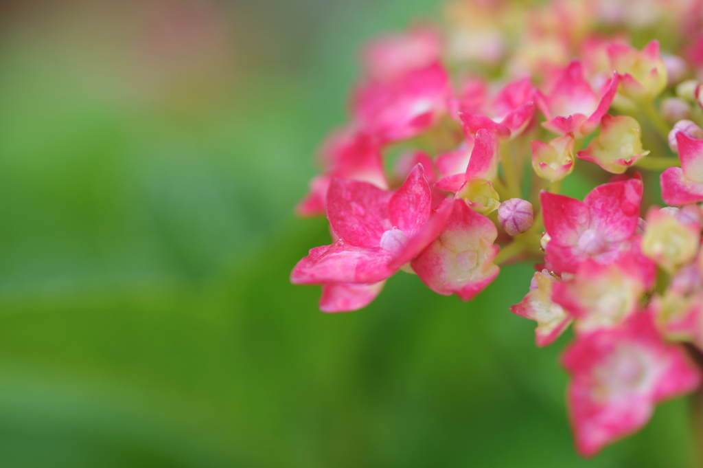 うちの紫陽花