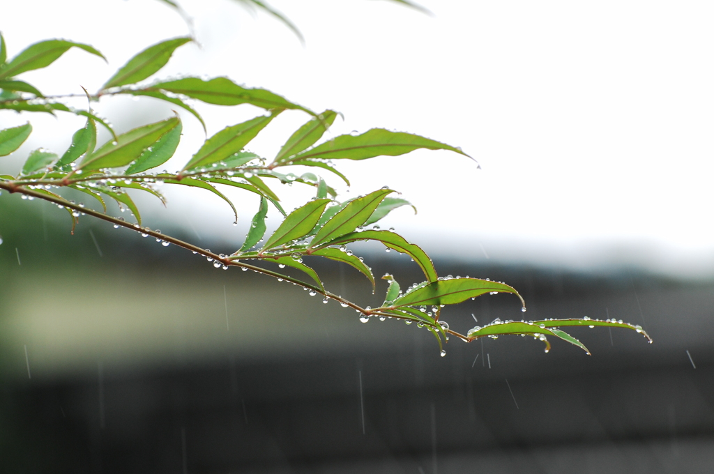 もう雨はいらない