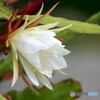 開花