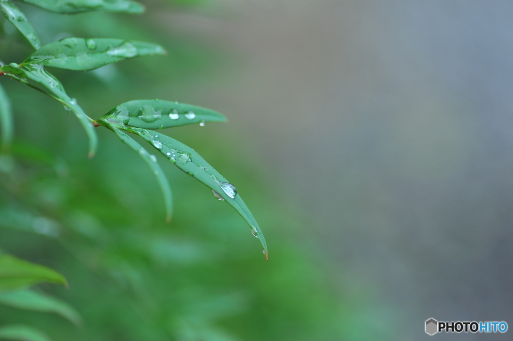 雨の水曜日