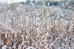 雪の朝