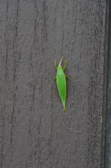 秋が来た
