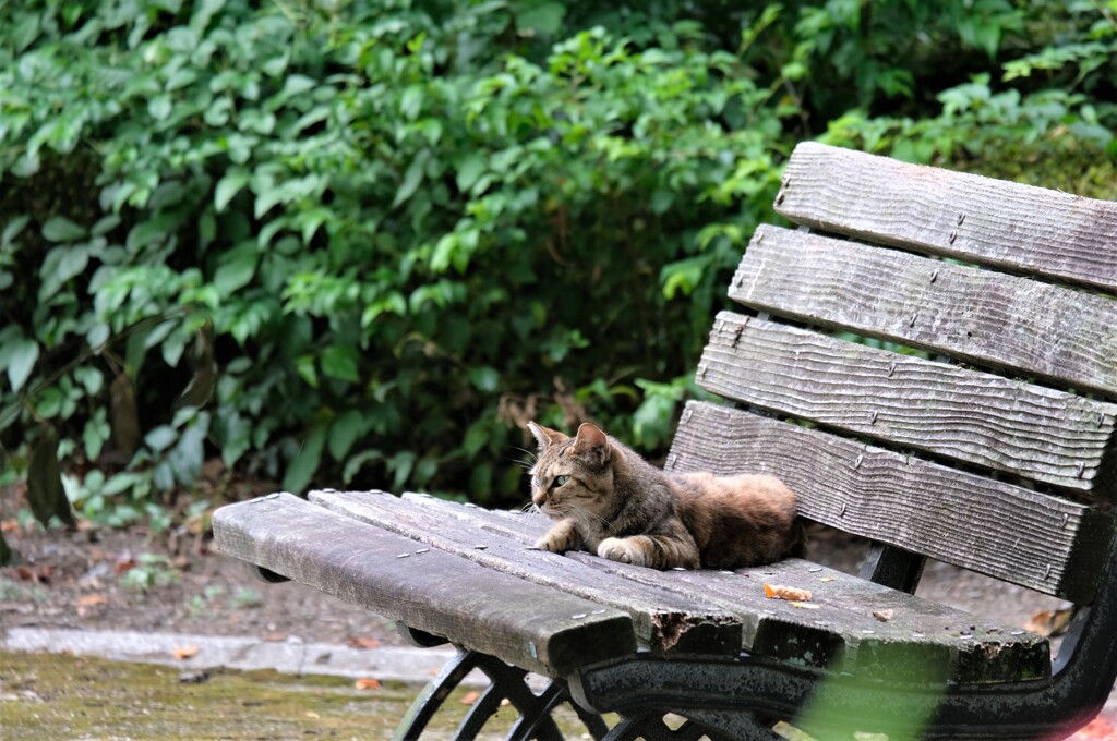 昼下がりの公園