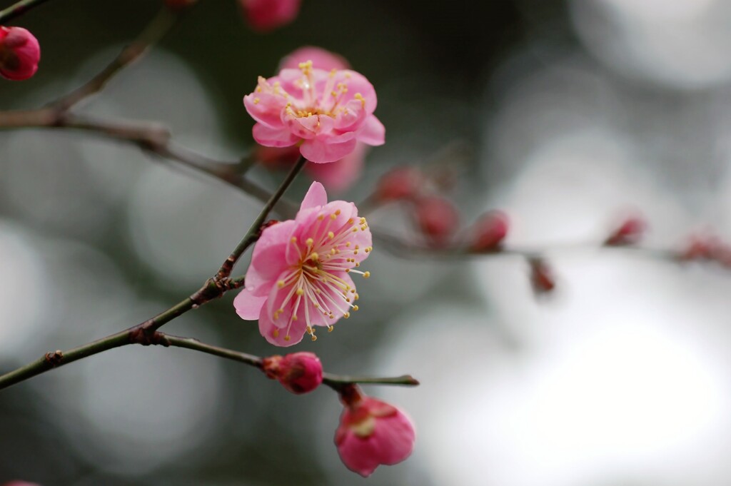 2月の庭