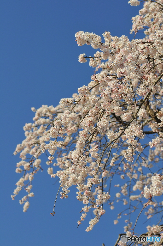 枝垂桜