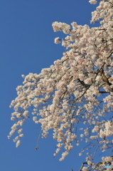 枝垂桜