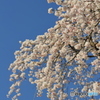 枝垂桜