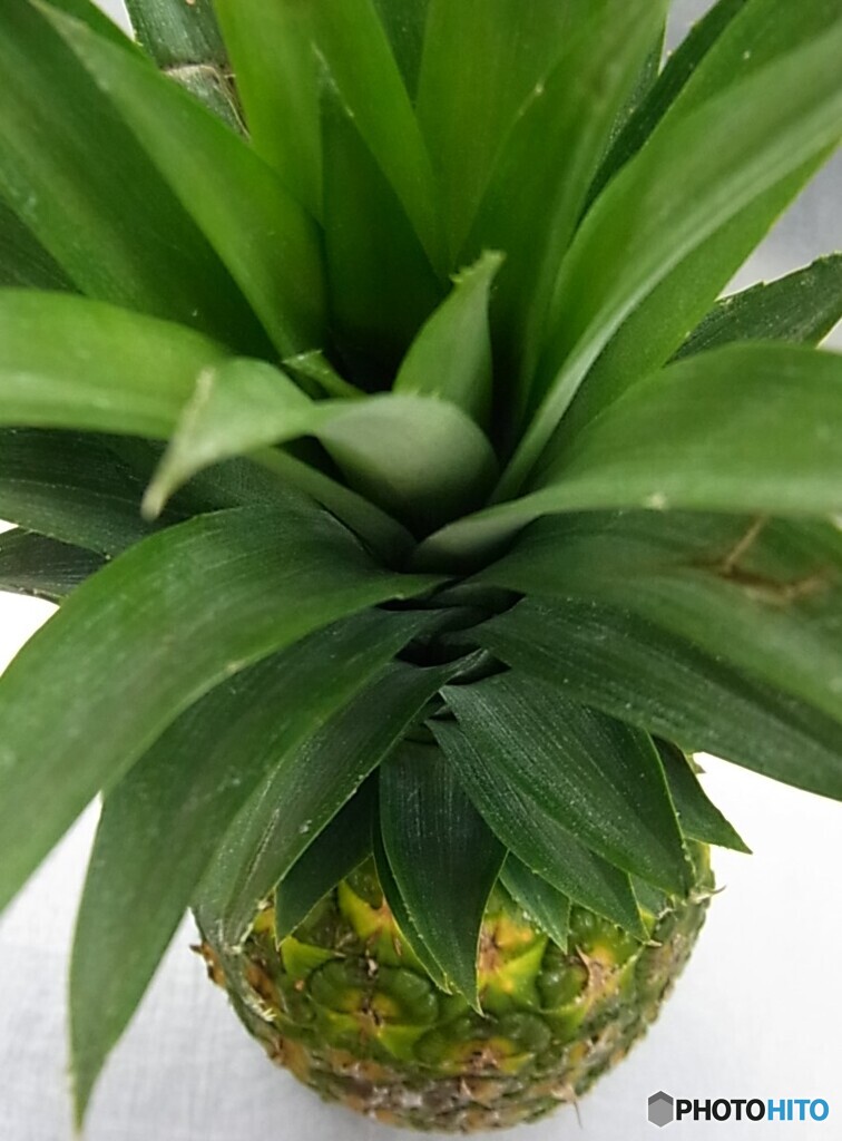 pineapple